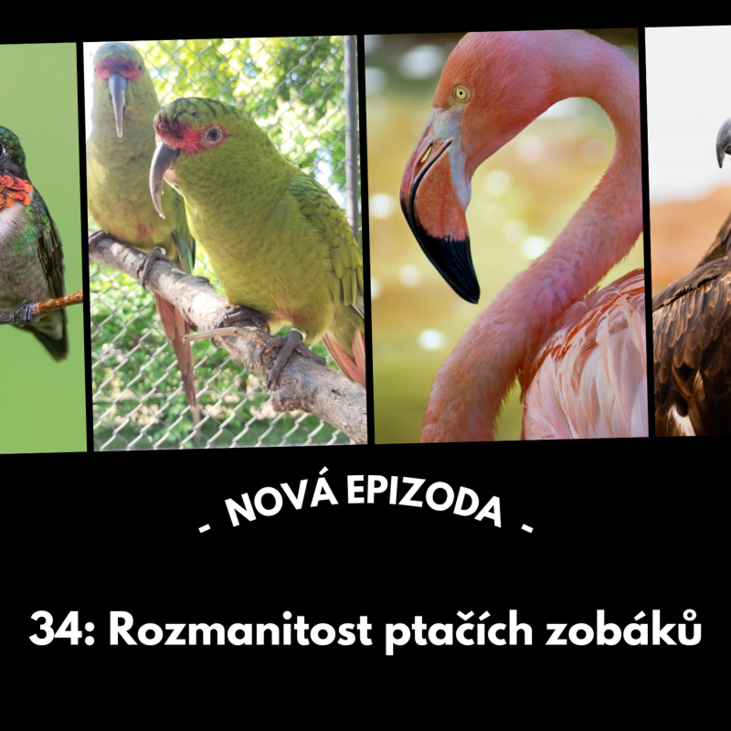 Obrázek epizody 34: Rozmanitost ptačích zobáků