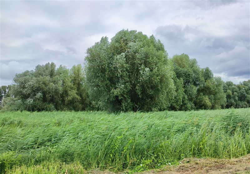 Obrázek epizody Vrbovna v Jevišovce: kus historie i jedinečné přírody