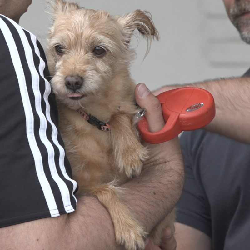 Obrázek epizody Bezplatné očkování psů proti vzteklině.