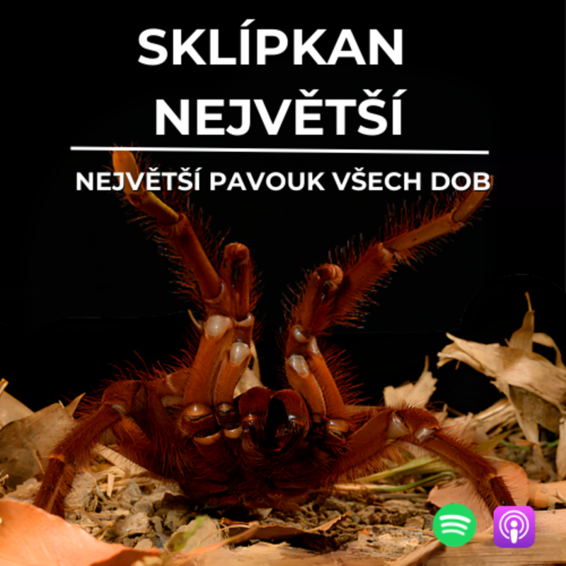 Obrázek epizody 72: Největší pavouk všech dob | Sklípkan největší