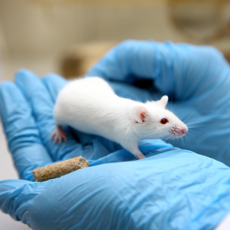 Obrázek epizody Is it the beginning of the end for animal testing?