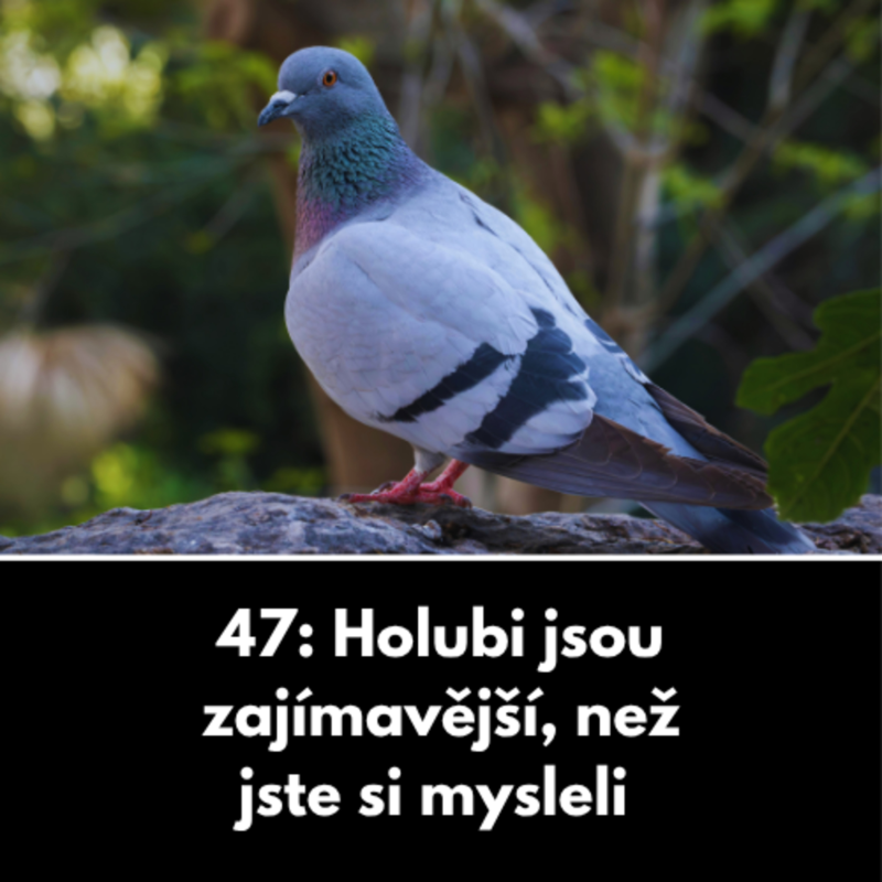 Obrázek epizody 47: Holubi jsou zajímavější, než jste si mysleli