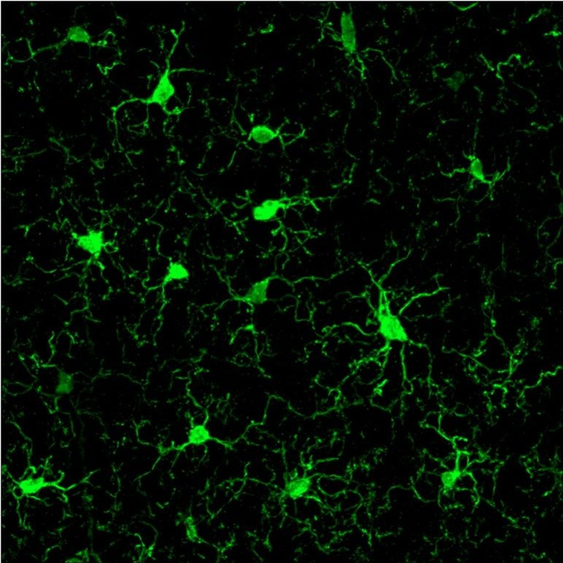Obrázek epizody Bringing Gamma Back, Again