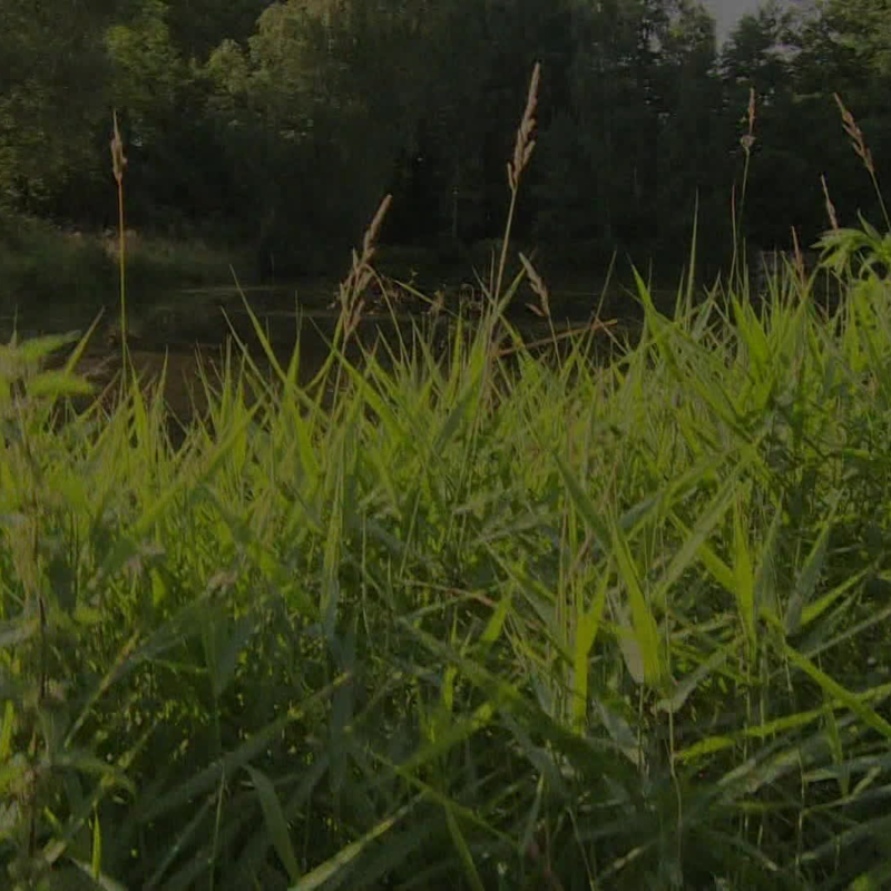 Obrázek epizody Krimi zprávy - souhrn týdne 18.12.2021