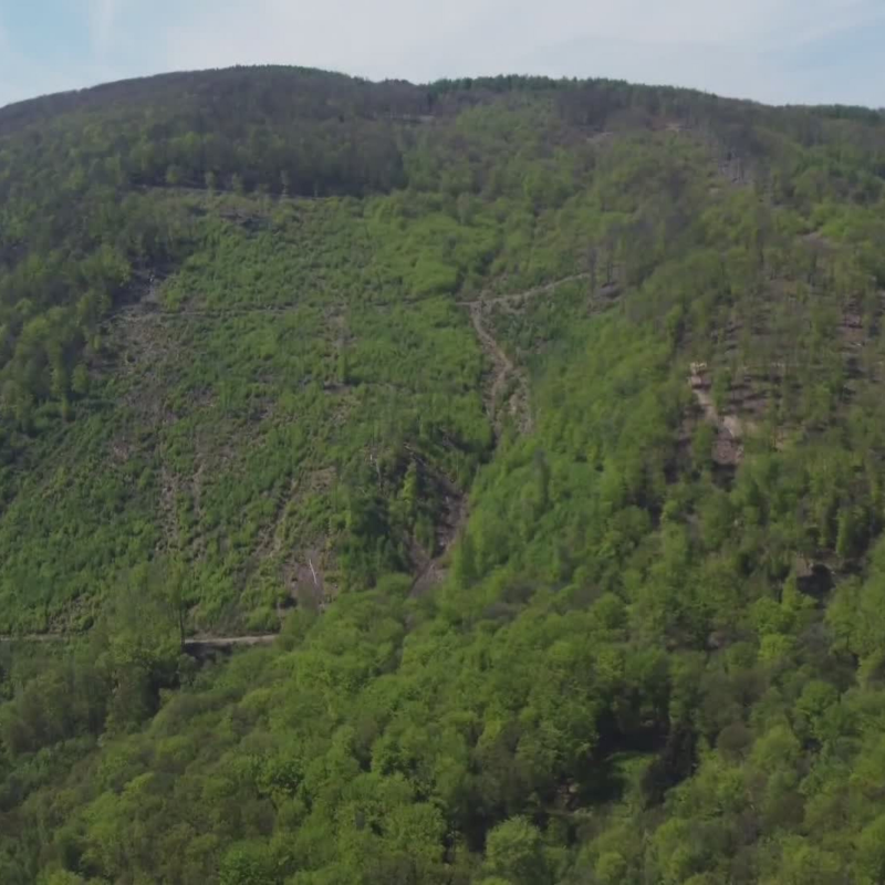 Obrázek epizody Mizí vzácné lesy (zdroj: CNN Prima NEWS)