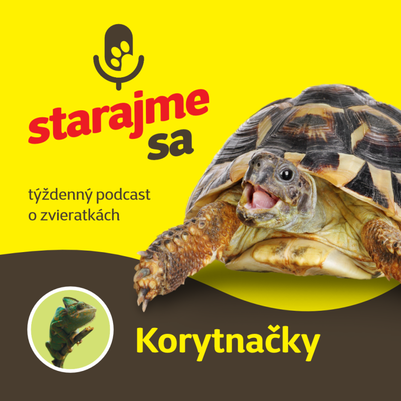 Obrázek epizody Teraristika: Korytnačky