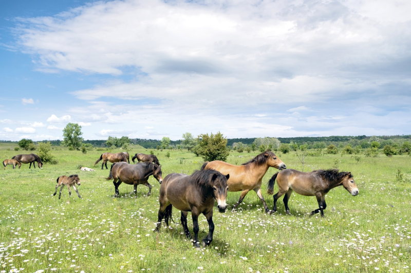 Obrázek epizody Z milovické krajiny vznikl za pár let unikát. Čím přitahuje vědce z celého světa?