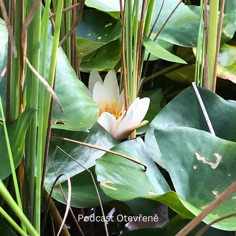 Obrázek epizody #22 - O pocitu štěstí a vnitřní bolesti