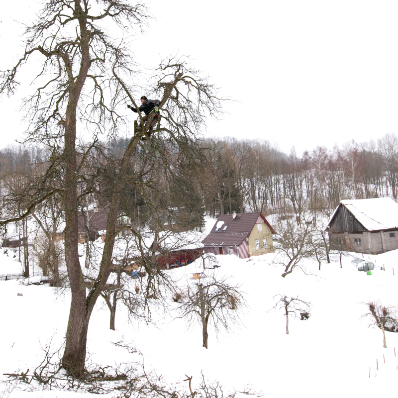 Obrázek epizody #24: Termín řezu ovocných stromů