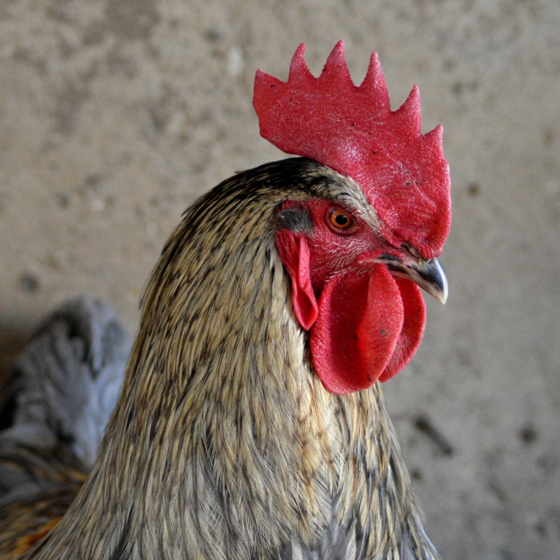 Obrázek epizody Jak k nám přibyli oveny a slepiny 🐑🐓