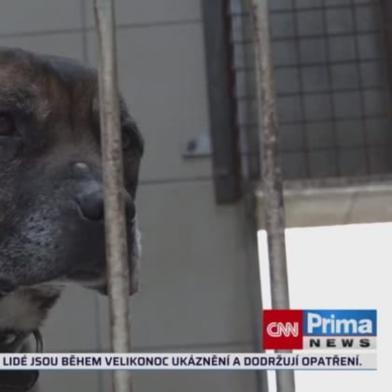 Obrázek epizody Útulky se vyprazdňují