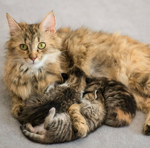 Obrázek epizody Proč je důležité odčervovat domácího mazlíčka