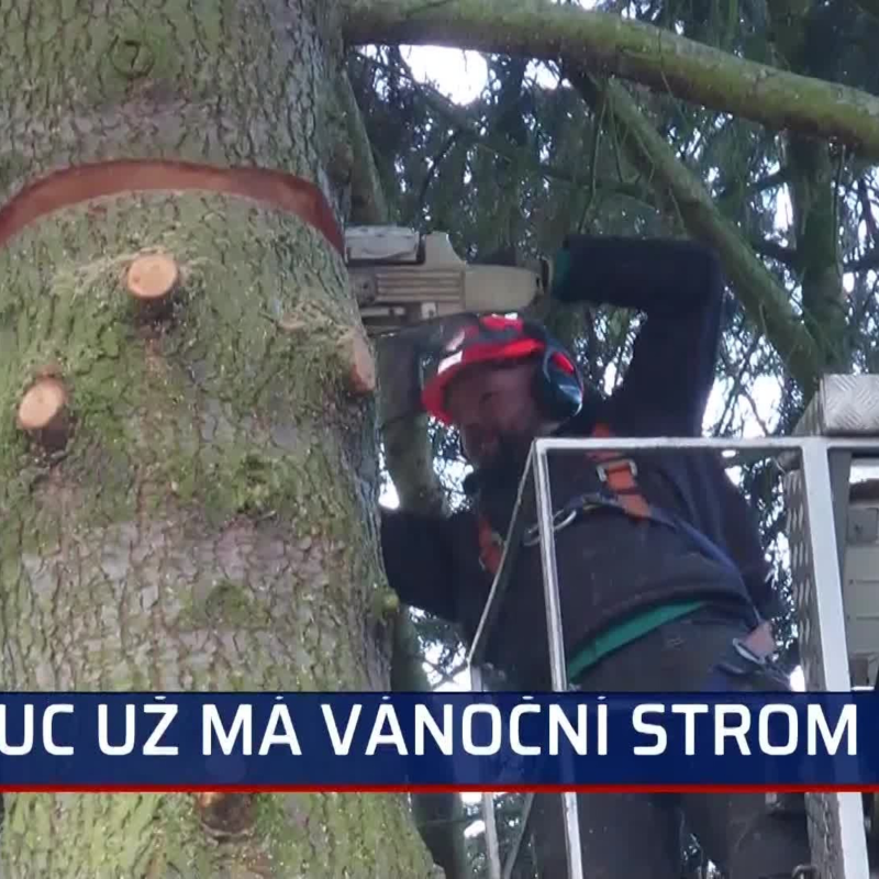 Obrázek epizody První vánoční strom