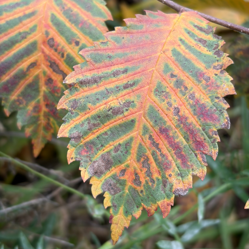Obrázek epizody Podzimní melancholie 27. díl