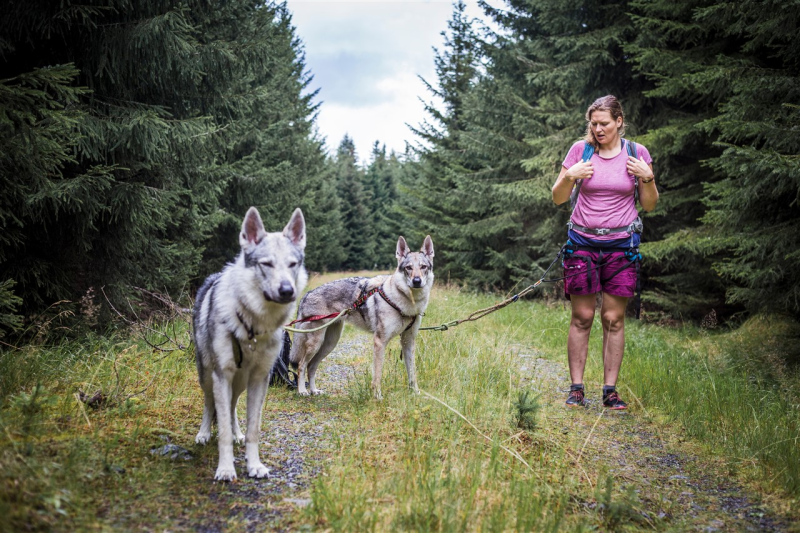 Obrázek epizody Po stopách vlků