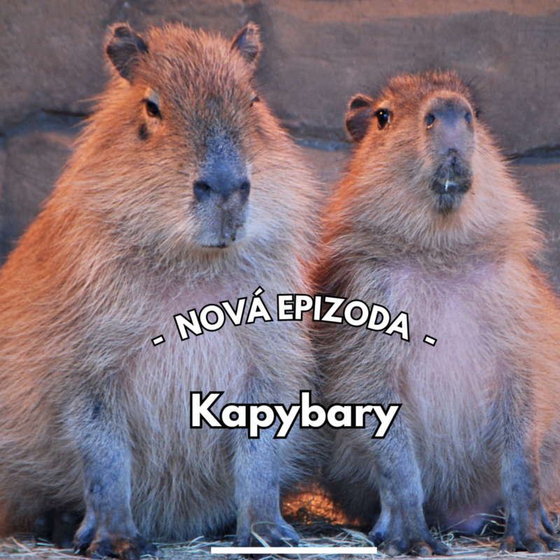 Obrázek epizody 26: Hit sociálních sítí jménem kapybara