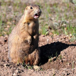 Obrázek epizody Wild Talk