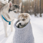 Obrázek epizody HOROSKOPY: Býci, vaše drahá polovička si vás cení, ale slova obdivu a chvály od ní nečekejte
