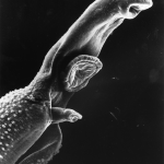 Obrázek epizody Parasites