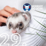 Obrázek epizody #29 Pořízení fretky - vše co musíte vědět - MVDr. Vladimír Jekl, Ph.D.