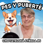 Obrázek epizody 🐾 PES v PUBERTĚ 🐾| Chovatelská středa #5