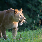 Obrázek epizody Růžová škatulata. Dvorský safari park přestěhoval na stovku plameňáků do nově budovaného areálu