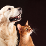 Obrázek epizody Jak se postarat o mazlíčka během dovolené: Tipy pro majitele psů, koček a morčat