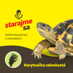 Obrázek epizody Teraristika: Korytnačka zelenkastá