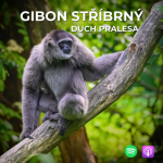 Obrázek epizody 65: Duch pralesa, mistr v ručkování a jeden z nejohroženějších primátů světa l Gibon stříbrný