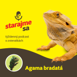 Obrázek epizody Teraristika: Agama bradatá
