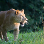 Obrázek epizody Memorandum o společné ochraně zeber bezhřívých podepsaly Safari Park Dvůr Králové a ZOO Liberec