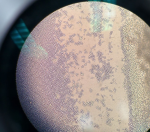 Obrázek epizody Fungus Amungus