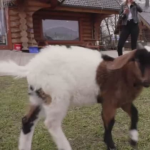 Obrázek epizody Ovce nebo koza