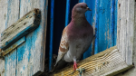 Obrázek epizody Lepší holub v holubníku nežli na střeše