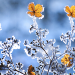 Obrázek epizody HOROSKOPY: Lvi, působíte odhodlaně a zároveň svůdně, což může svádět k pikantnímu dobrodružství