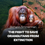 Obrázek epizody What’s Really Happening to Orangutans in Borneo & Sumatra | Richard Zimmerman