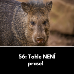 Obrázek epizody 56: Tohle NENÍ prase!