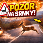 Obrázek epizody Pozor na srnky na cestě