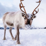 Obrázek epizody Animalium: Vánoční sob (teaser)