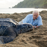 Obrázek epizody "Hlas přírody", který se kvůli zubům málem nedostal před kameru. David Attenborough slaví 100 let