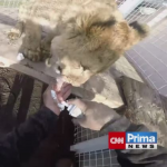 Obrázek epizody Vémola může chovat lvy