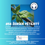 Obrázek epizody #54 ŽENŠEN PĚTILISTÝ / vyčerpání, stres, stimulanty, nadledviny, sportovní výkonnost, diabetes, inzulin, fibróza jater, erekce, plodnost, vysoký krevní tlak