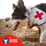 Obrázek epizody #25 🐕🐈‍⬛ První pomoc u psů a koček: víš, co dělat, když jde do tuhého? - MVDr. Michaela Riedlová