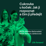 Obrázek epizody Cukrovka u koček: Jak ji rozpoznat a čím jí předejít  | MVDr. Martina Načeradská & MVDr. Barbora Jankovcová