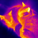 Obrázek epizody Kleptotherms