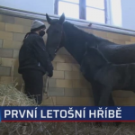 Obrázek epizody První letošní hříbě