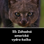 Obrázek epizody 55: Záhadná americká vydro-kočka