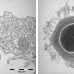 Obrázek epizody Shrink