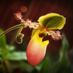 Obrázek epizody Tajuplné krásy orchidejí a masožravých rostlin