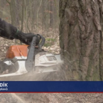 Obrázek epizody U Doks padne čtvrtina vzrostlých stromů